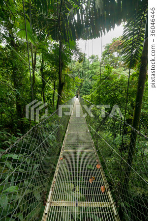 Suspension bridge in rainforest 36046446