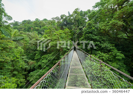 Suspension bridge in rainforest 36046447