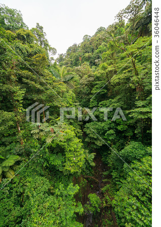 Lush rainforest canopy view 36046448