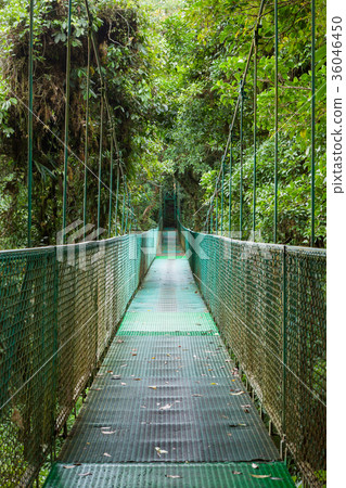 Suspension bridge in rainforest 36046450