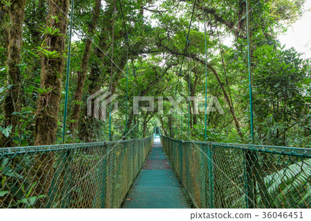 Suspension bridge in rainforest 36046451