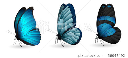Set of colorful realistic butterflies 36047492