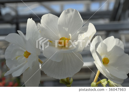 Bulgaria Begonia Bulgaria Begonia 36047983