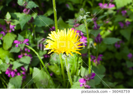 Dandelion Flower in Bloom, nature background Dandelion Flower in Bloom, nature background 36048759