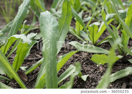 Fresh organic culantro, Sawtooth coriander, parsley growing on ground in garden 36050235