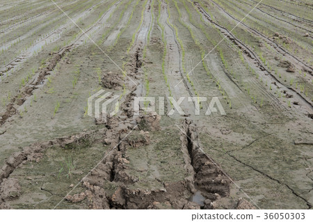 rice planting in farm. Transplant young rice seedling on paddy field rice planting in farm. Transplant young rice seedling on paddy field 36050303
