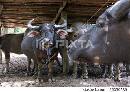 asian black water buffalo stand in stall asian black water buffalo stand in stall 36050589