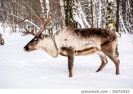 Northern house deer Northern house deer 36050883