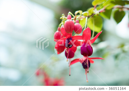 pink purple fuchsia magellanica. hummingbird flower in park. hanging Lady's Eardrops in garden 36051164