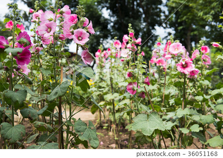 pink hollyhock in garden. blooming malva flower in park. Alcea rosea flora 36051168