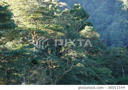  Mountain view 36051544