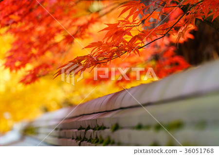 Autumn outside the wall 36051768