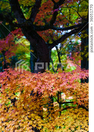 Autumn gradient 36051770