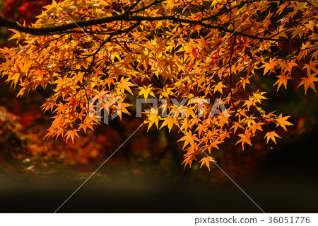 Autumn light shining through the golden light Autumn light shining through the golden light 36051776
