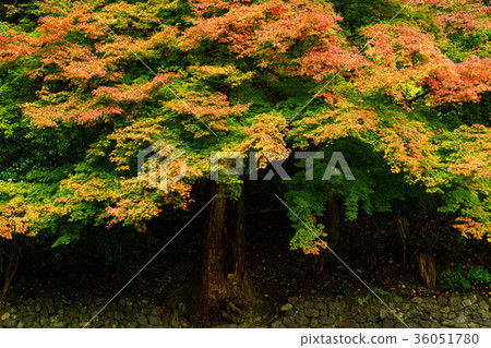 Red orange yellow green autumn Red orange yellow green autumn 36051780