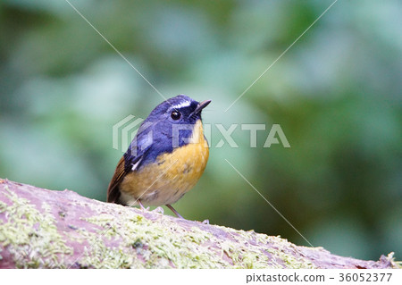 黃胸青鶲 黃胸青鶲 36052377