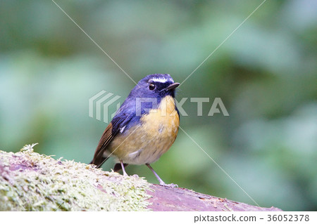 黃胸青鶲 36052378