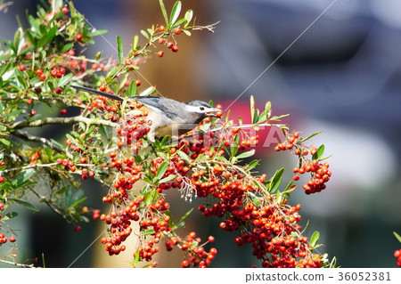 White ear thrush White ear thrush 36052381