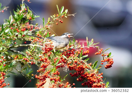 白耳畫眉 36052382