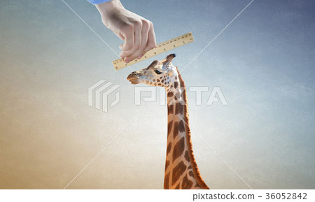 Measuring giraffe Measuring giraffe 36052842
