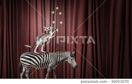 Circus in city 36053070