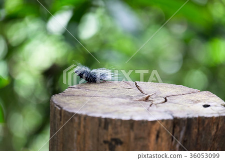 numerous large black hairy caterpillars worms  36053099