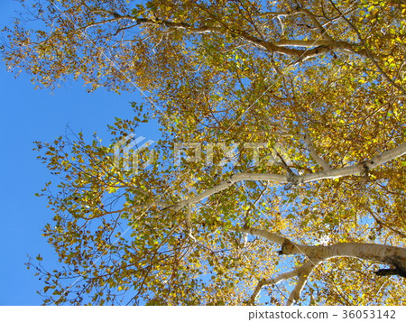 White birch yellow leaves White birch yellow leaves 36053142