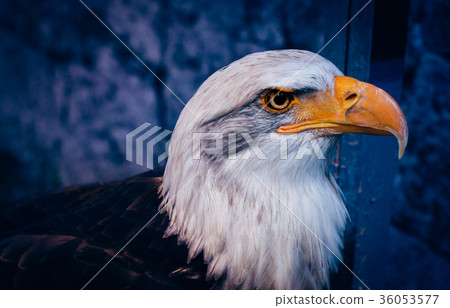Portrait of American Bald Eagle at zoo in bangkok Portrait of American Bald Eagle at zoo in bangkok 36053577