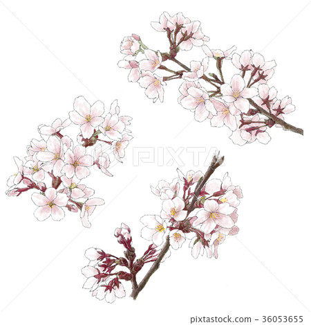 Cherry Blossoms	 36053655