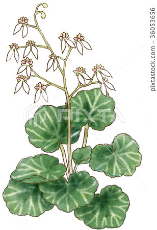 Yukinoshita 36053656