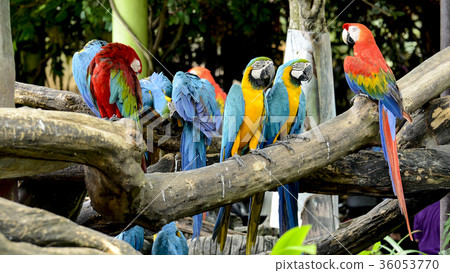 Scarlet Macaw and Blue and Gold Macaw. Scarlet Macaw and Blue and Gold Macaw. 36053770