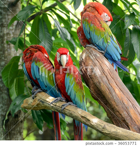 Scarlet Macaw. Scarlet Macaw. 36053771