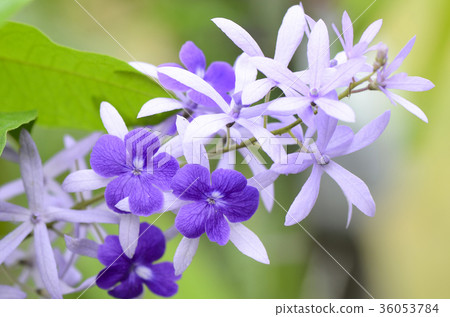 Purple Wreath flowers. 36053784