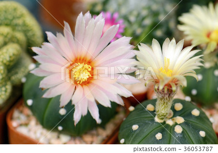 Astrophytum cactus with flowers. Astrophytum cactus with flowers. 36053787