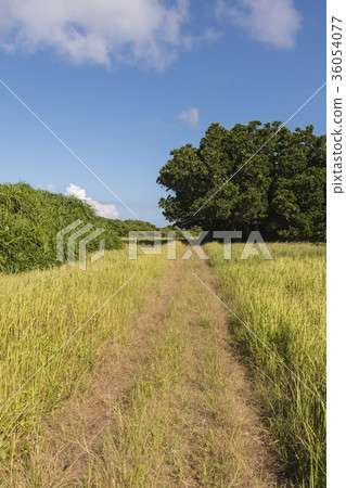 Hatsukajima自然富裕的道路（沖繩） 36054077