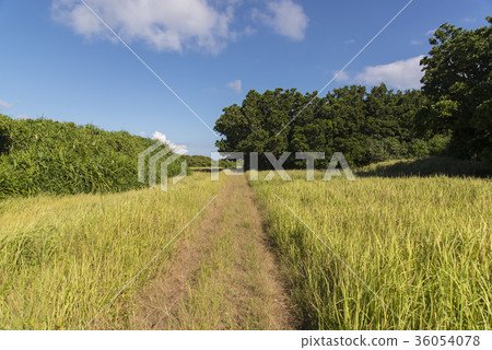 Hatsukajima nature-rich road (Okinawa) 36054078