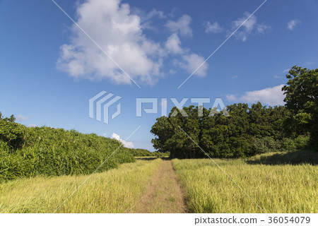 Hatsukajima自然富裕的道路（沖繩） 36054079