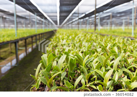 agricultural plants Green growing 36054082