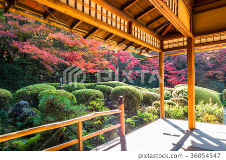 Autumn leaves of Shisen-do 36054547