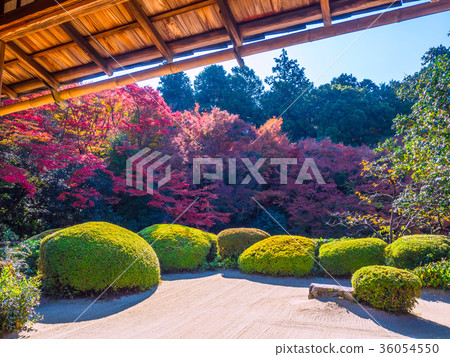 Autumn leaves of Shisen-do 36054550