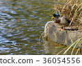 A duck staring at the water surface 36054556