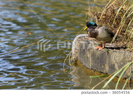 A duck staring at the water surface 36054556