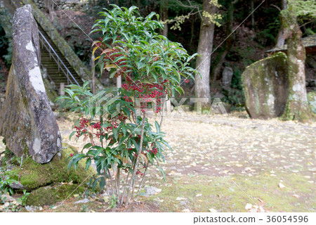 呼氣 呼氣 36054596