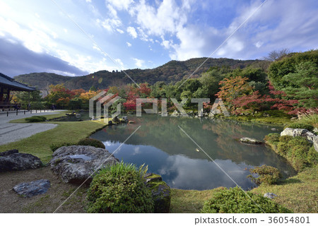 Tenryu-ji cao pond（1） 36054801
