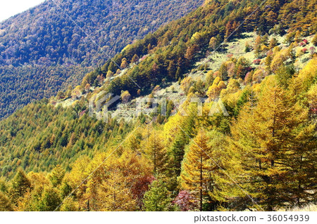Shinshu's Autumn leaves Part: The colored paper that flowers and plants weave Shinshu's Autumn leaves Part: The colored paper that flowers and plants weave 36054939