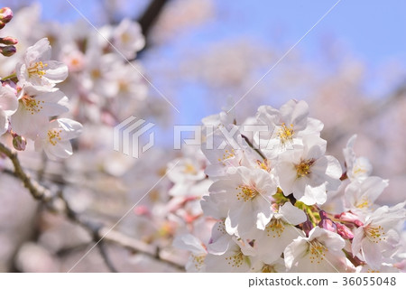 Cherry blossoms in full bloom 36055048
