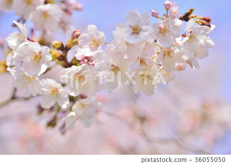 Cherry blossoms in full bloom 36055050