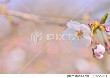 櫻花盛開 櫻花盛開 36055061
