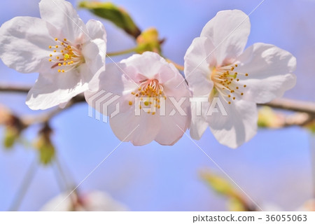 櫻花盛開 36055063