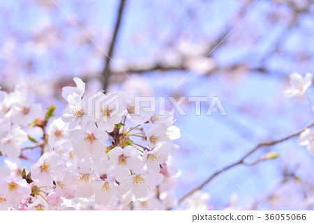 櫻花盛開 櫻花盛開 36055066